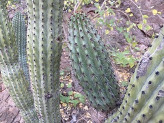 Stenocereus thurberi