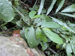 Elatostema platyphyllum
