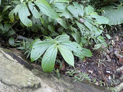 Elatostema platyphyllum