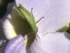 Oxyini