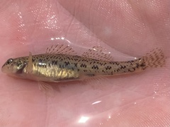 Etheostoma nigrum