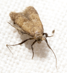 Tischeria quercitella