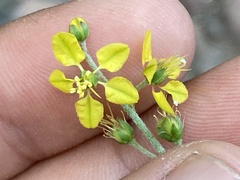 Galphimia angustifolia