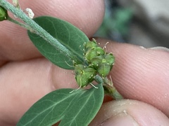 Galphimia angustifolia