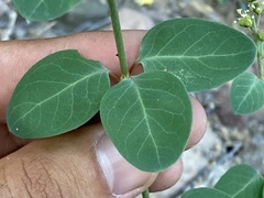 Galphimia angustifolia