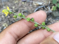 Galphimia angustifolia