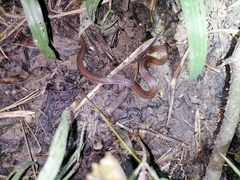 Atractus trilineatus