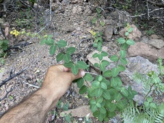 Galphimia angustifolia