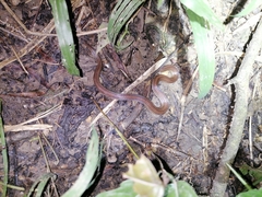 Atractus trilineatus