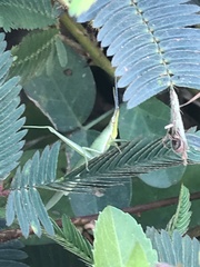 Atractomorpha sinensis