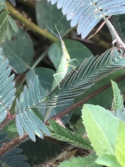 Atractomorpha sinensis