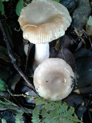 Russula pectinatoides