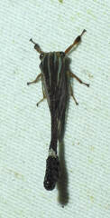 Heteronotus