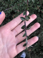 Cotoneaster × suecicus