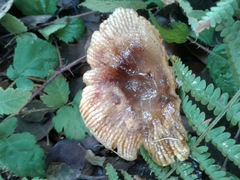 Russula pectinatoides