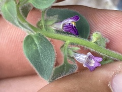 Pseudorontium cyathiferum