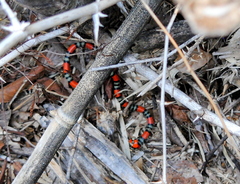 Micrurus altirostris