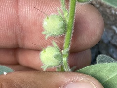 Pseudorontium cyathiferum