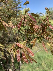 Acaciella angustissima