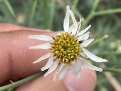 Chloracantha spinosa