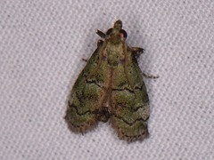 Cacotherapia flexilinealis