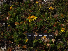 Senecio subpubescens