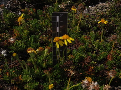 Senecio subpubescens