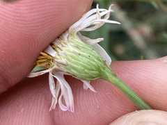 Chloracantha spinosa