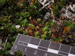 Drapetes muscosus