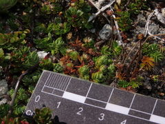 Drapetes muscosus