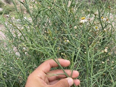 Chloracantha spinosa