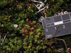 Drapetes muscosus