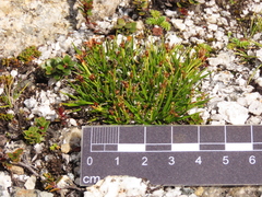 Oreobolus obtusangulus