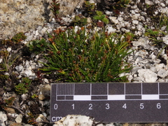 Oreobolus obtusangulus