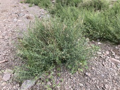 Chloracantha spinosa