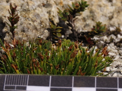 Oreobolus obtusangulus
