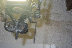 Gynacantha membranalis