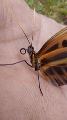 Heliconius numata