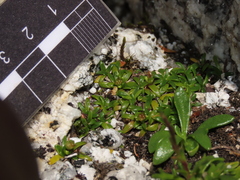 Abrotanella trichoachaenia