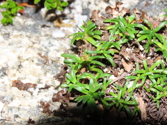 Abrotanella trichoachaenia