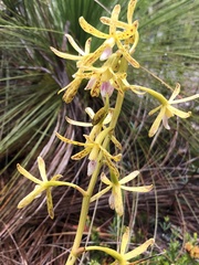 Dipodium hamiltonianum