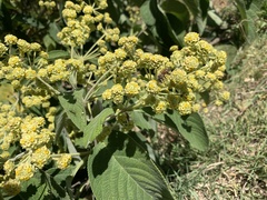 Lippia umbellata