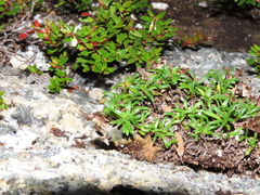 Abrotanella trichoachaenia