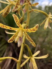 Dipodium hamiltonianum