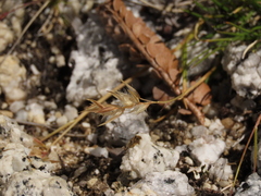 Rytidosperma lechleri