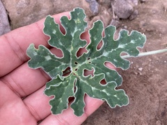 Cucurbita cordata