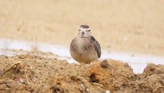 Pluvialis dominica