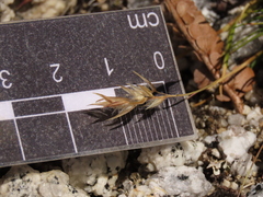 Rytidosperma lechleri