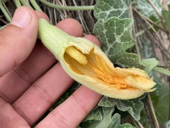 Cucurbita cordata