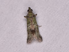 Cacotherapia flexilinealis